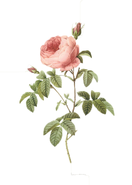 Marvel Botanist Plant Roses 17591840 PNG