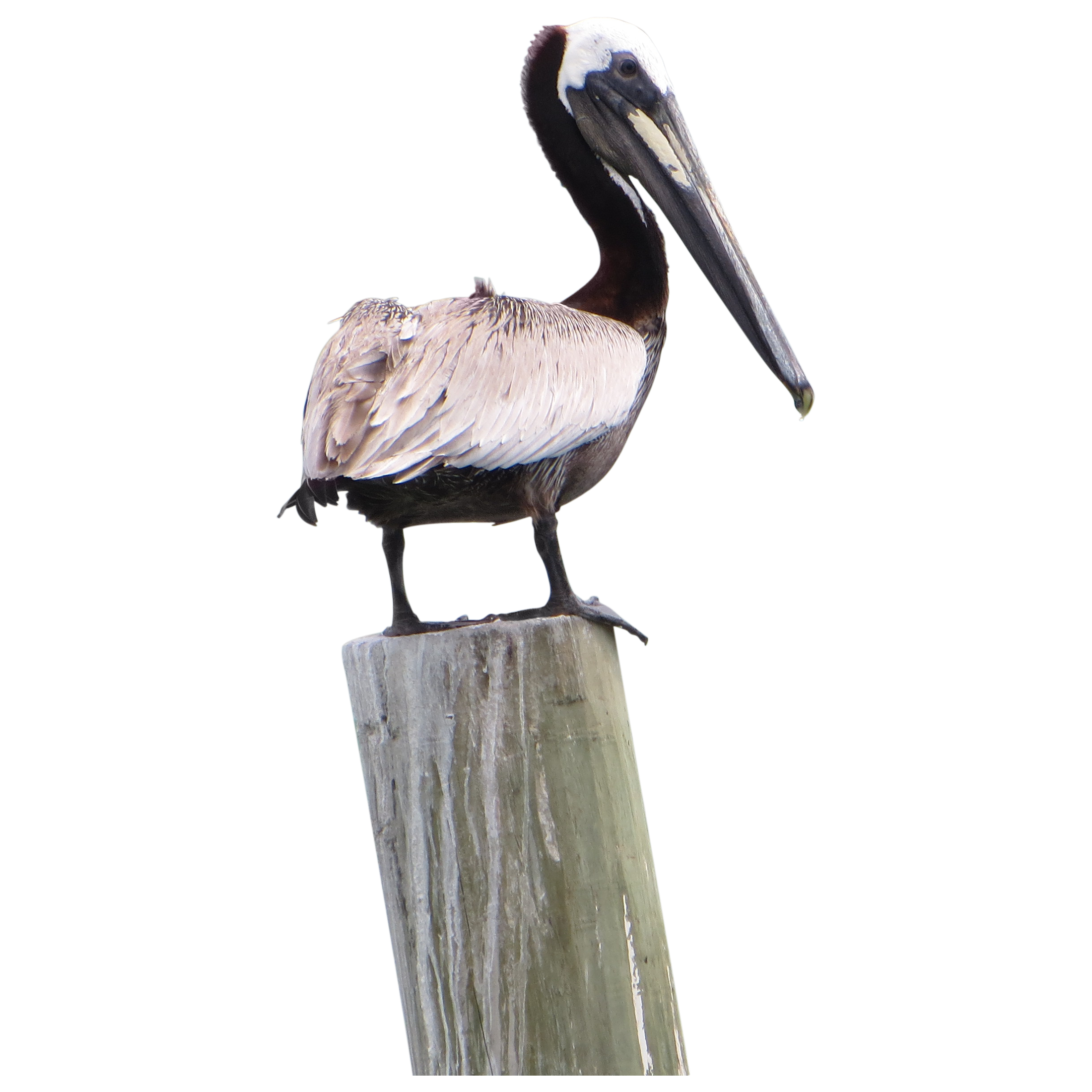 Seabird Pelican Manatee PNG