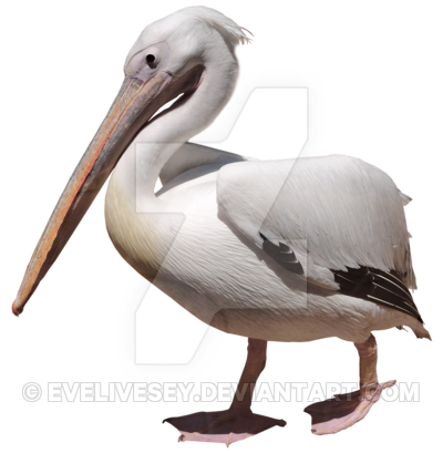Egret Flakes Pelican Gull Waterfowl PNG
