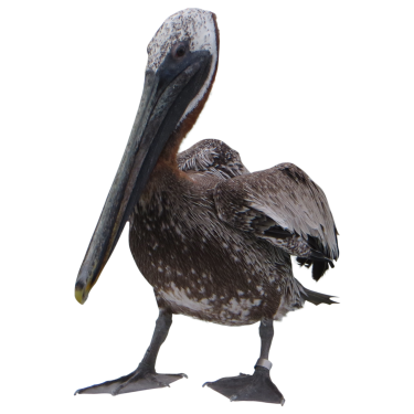 Seabird Pelican Fauna Sleeping File PNG