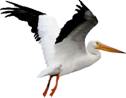 Seagull Reptile Pelican Cats PNG