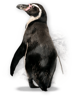 Lemur Puffin Penguin Hideaway Monkey PNG