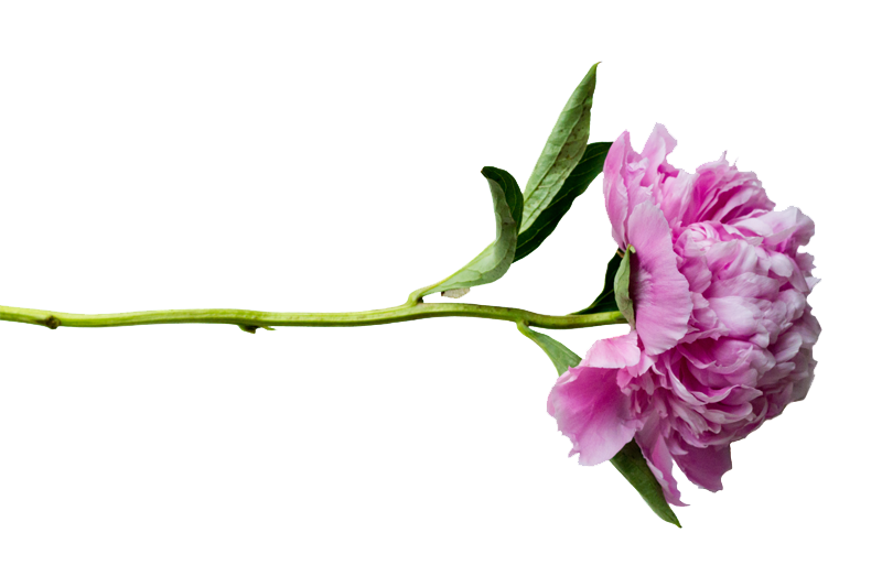 Fun Peonies Flowers Dusk Mother PNG