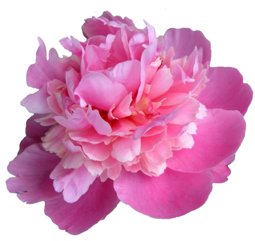 Liberty Azalea Peonies Life Amazing PNG