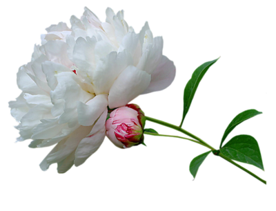 Sky Peony Tree Life Narcissus PNG