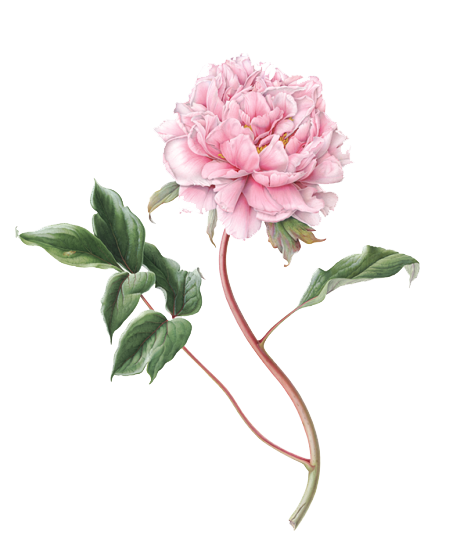 Weather Blooms File Peony Flowers PNG