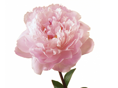 Baby Peony Delphinium Colorful Mother PNG