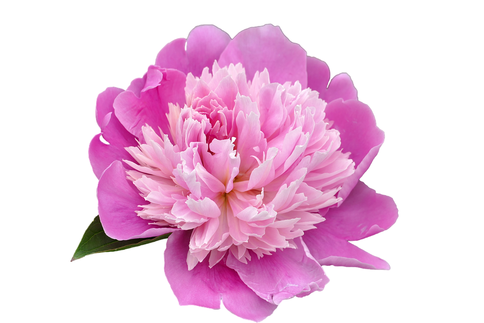 Funny Dahlia Star Baby Peony PNG