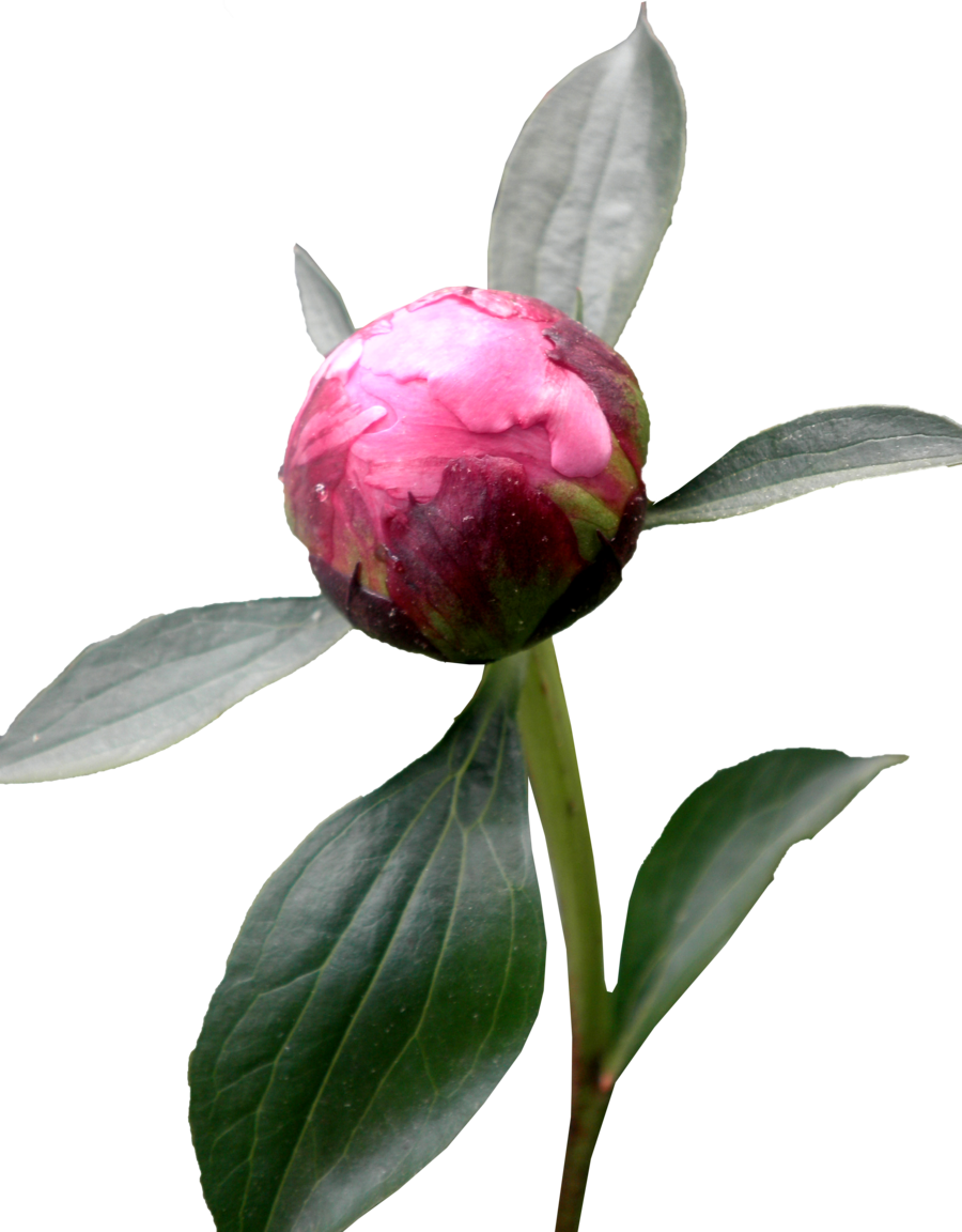Clematis Natural Peony Dogwood Weather PNG