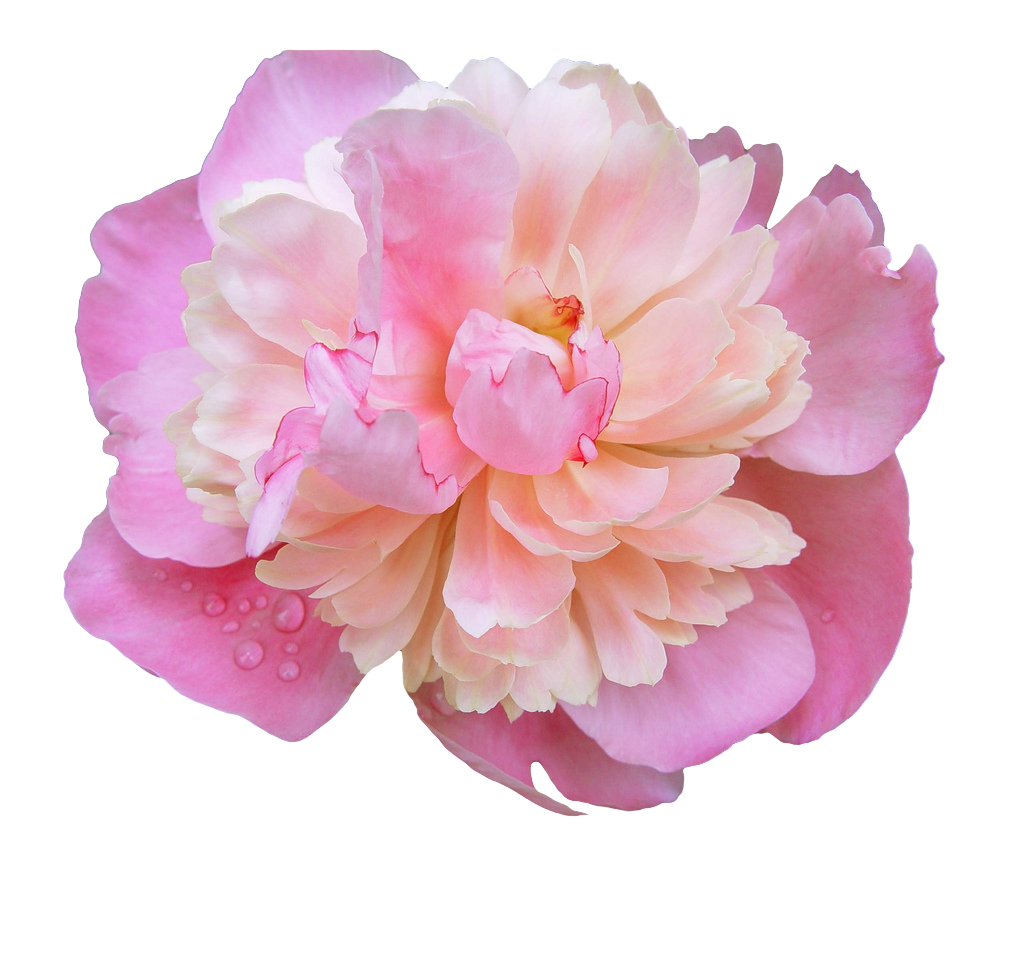 Pretty Like Twilight Environment Peony PNG