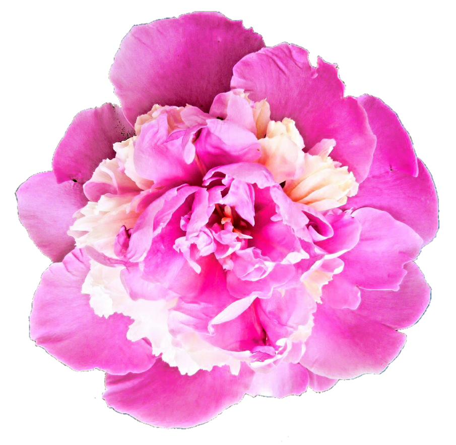 Peony Twilight Hollyhocks Narcissus Honeysuckles PNG