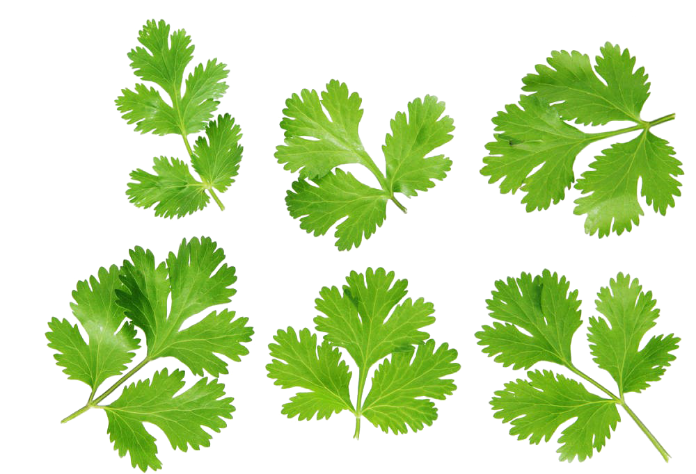 Industries Depiction Coriander Vegetable Leaves PNG