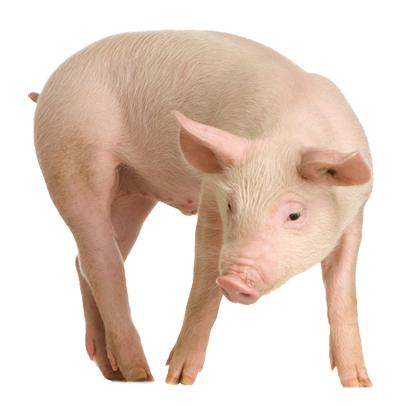 Pig Farrow Cat Cats Fuzz PNG