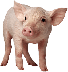 Dog Hogs Meat Piglet Beast PNG