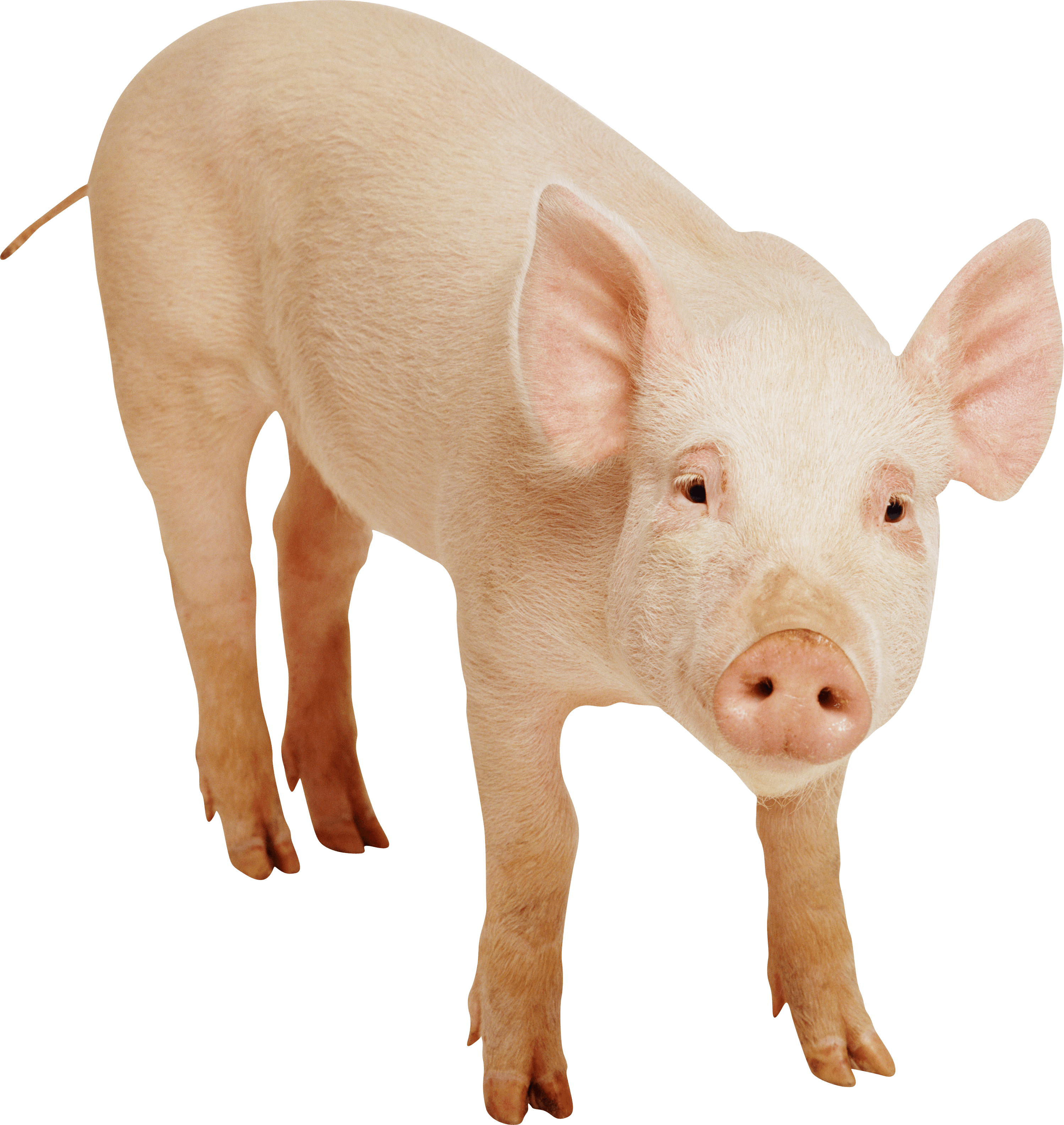 Awesome Boar Ecology Cat Pig PNG