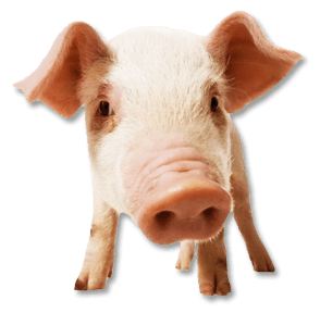 Family Sloven Pork Cop Boar PNG