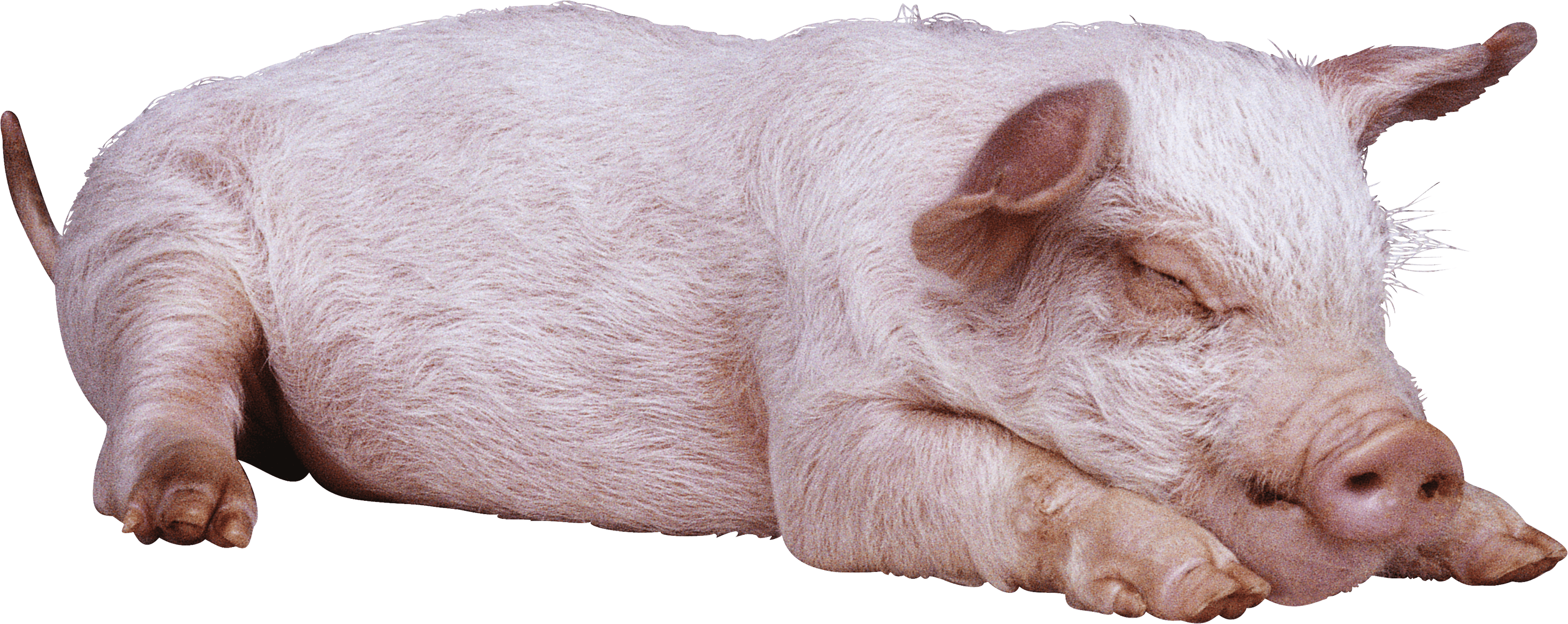 Sty Piglet Animal Hogs Porcine PNG