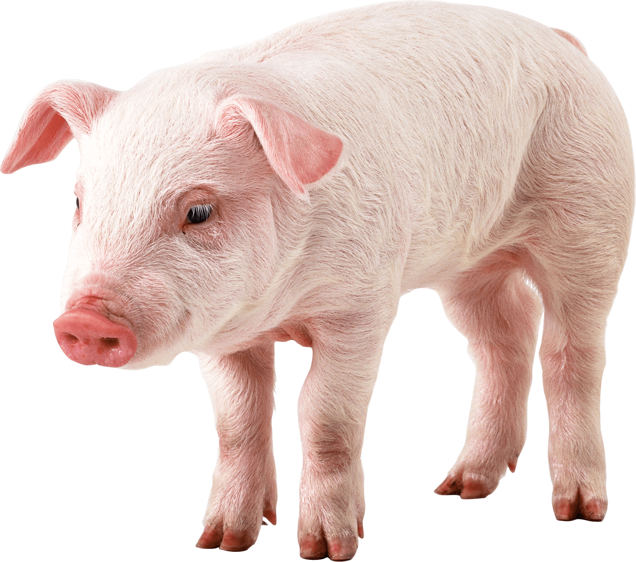 Sleeping Piggy Pork Sties Dog PNG