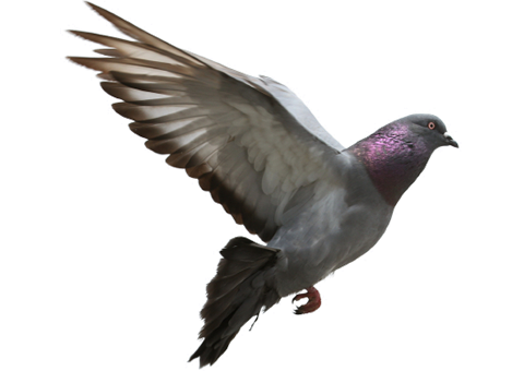 Furry Snitch Mark Pigeon Ecology PNG