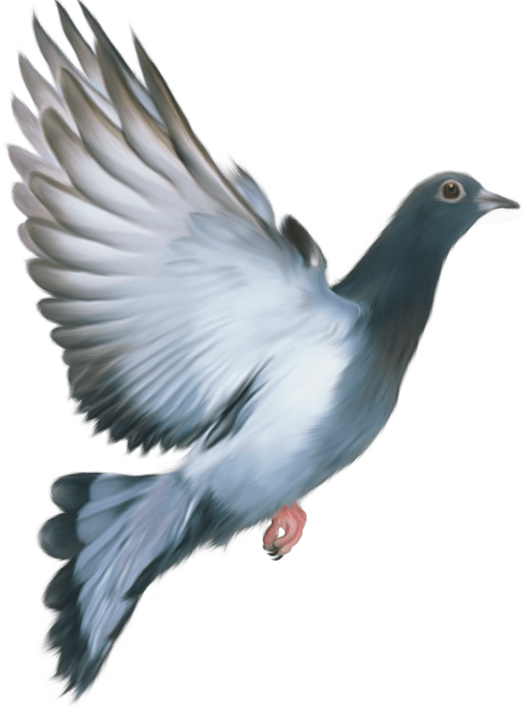 Pigeon Dove Tracker Guy Bird PNG