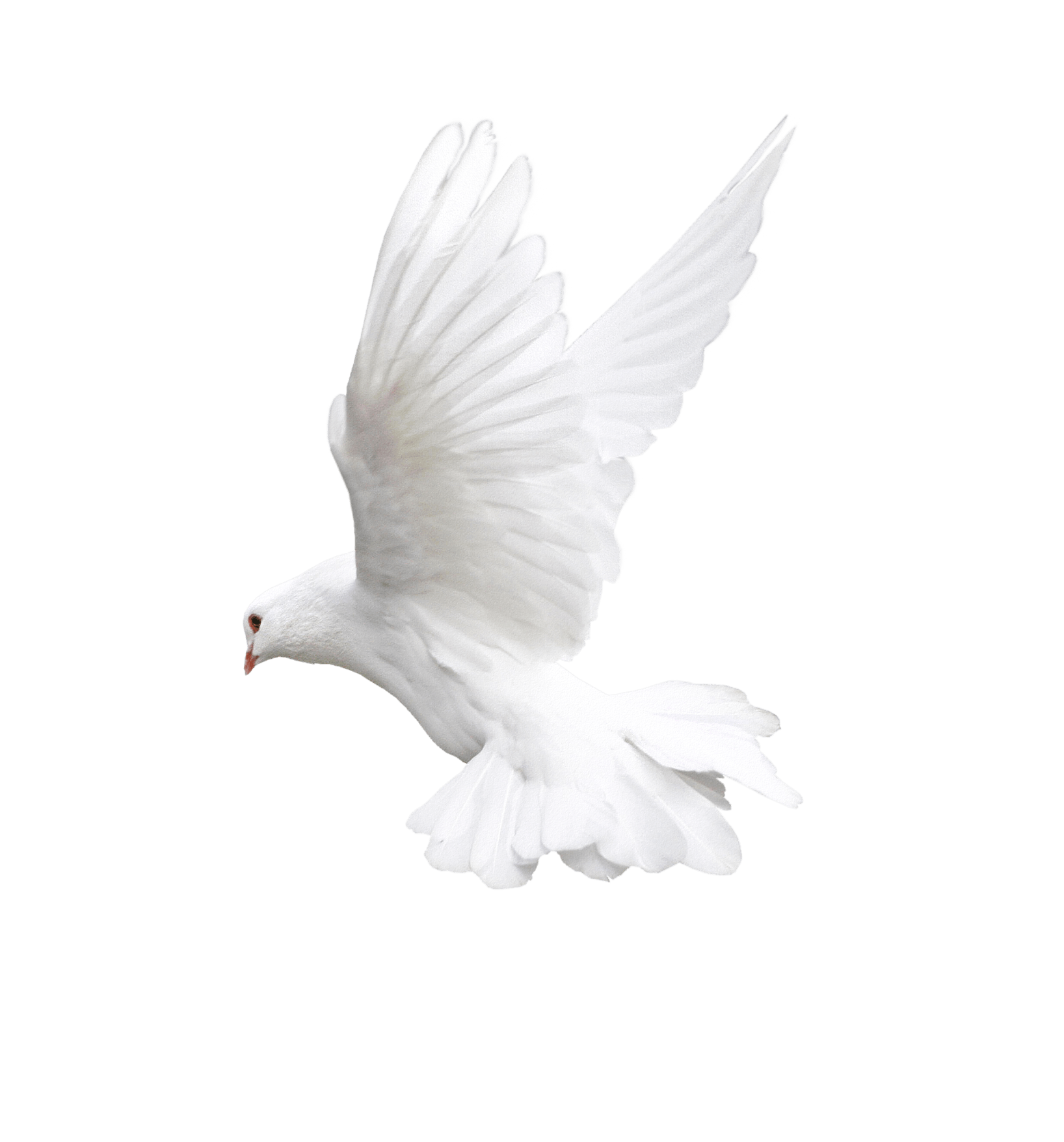 Starling White Bunny Pigeon Flying PNG