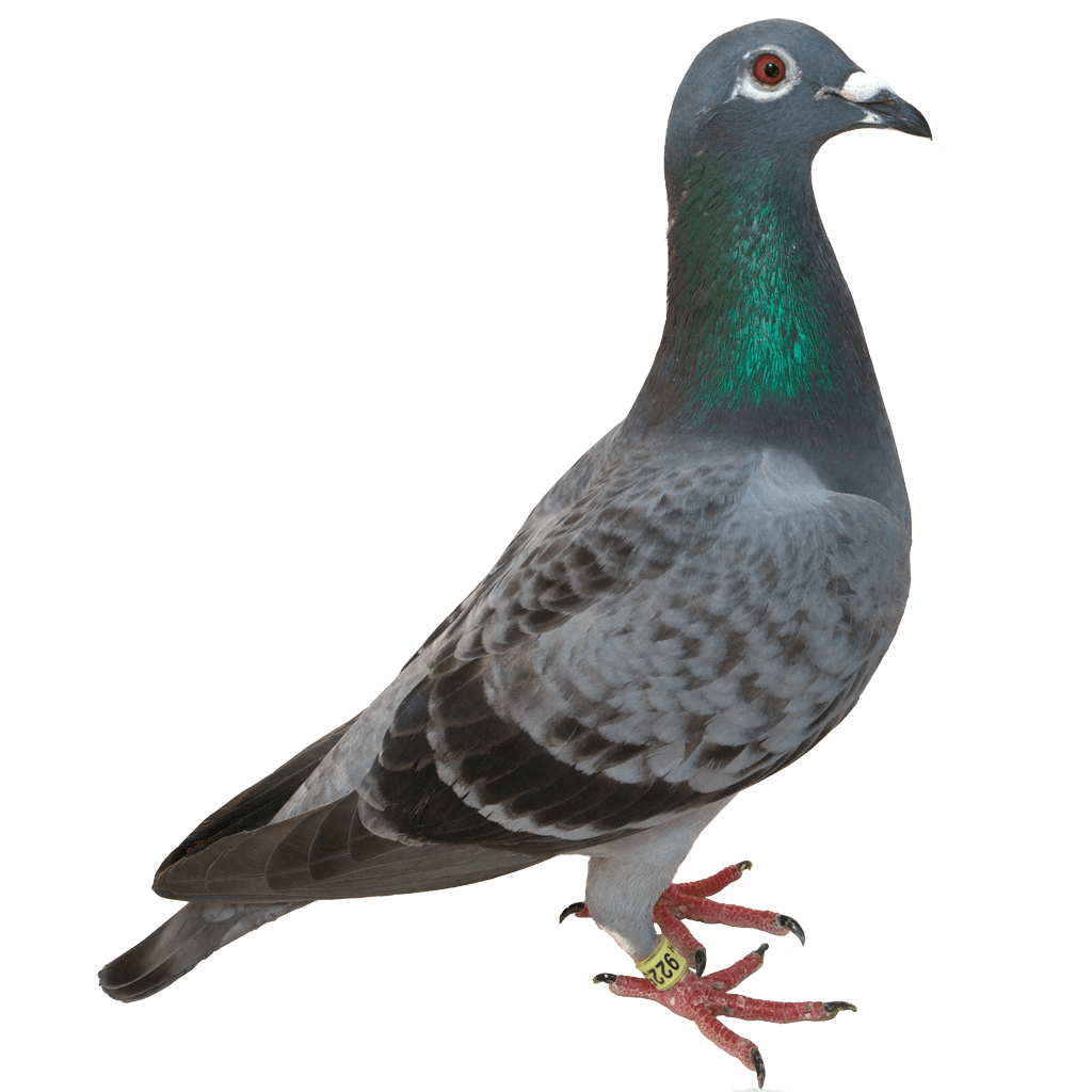 Goose Pigeon Flora Cat Holing PNG