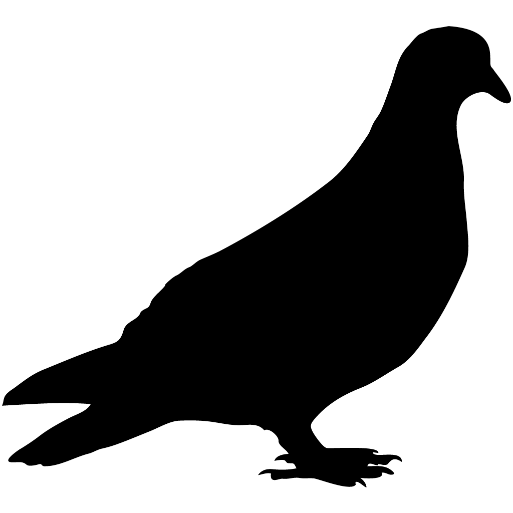 Fowl Columbidae Animals Dove Gotcha PNG