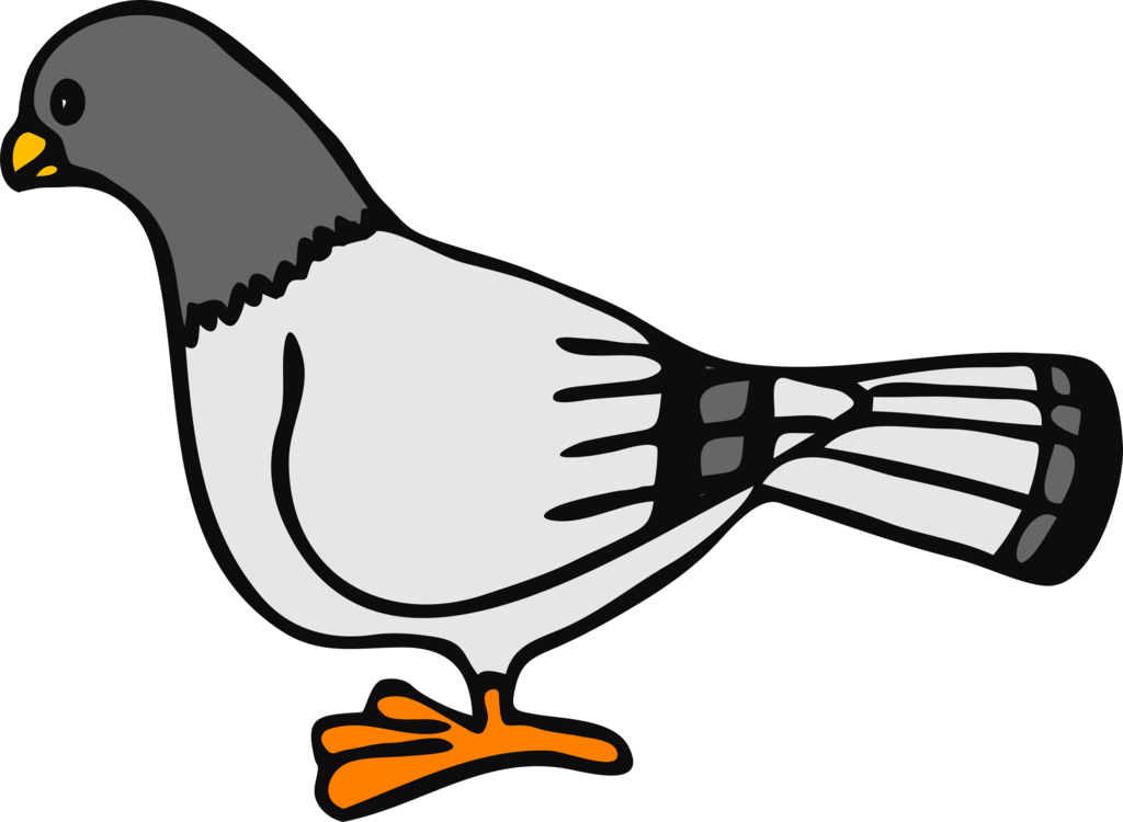 Animals Columbidae Peregrine Pigeon Kestrel PNG
