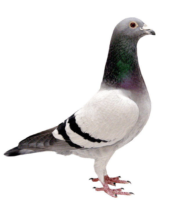 Columbidae Pigeon High Seagull Domestic PNG