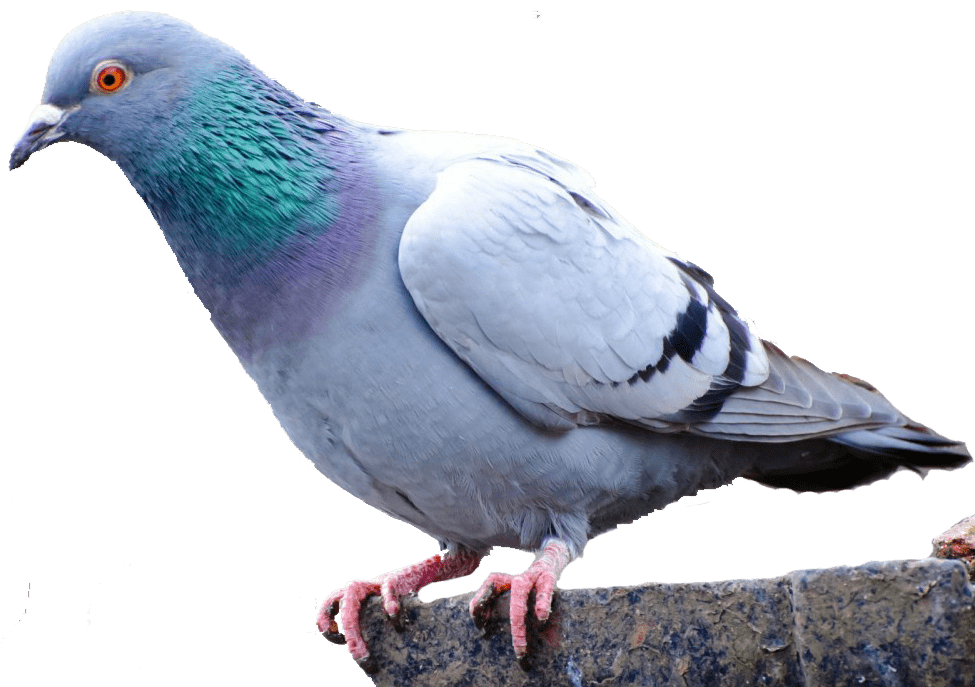 Columbidae Grackle Budgie Rabbit Domestic PNG