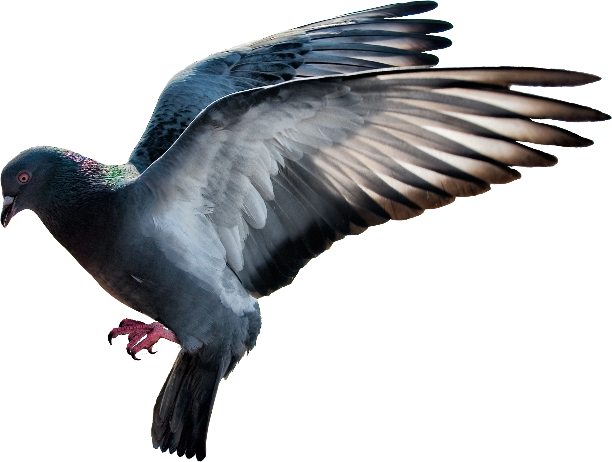 Duck Domestic Snitch Starling Pigeon PNG