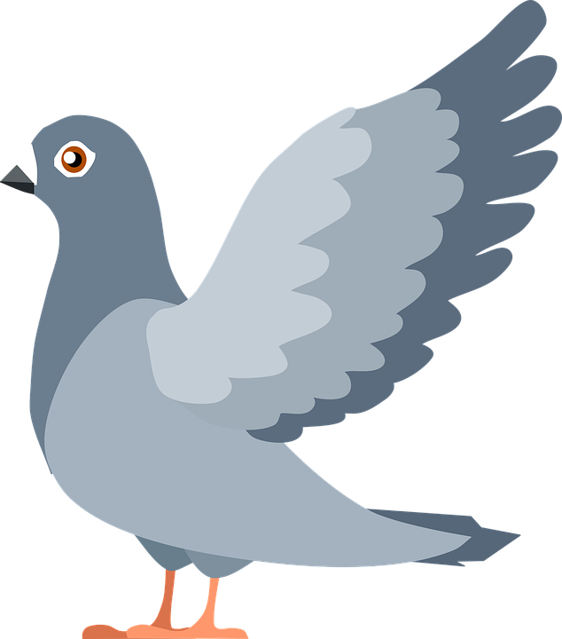 Vector Touch Pigeon Sparrowhawk Animals PNG