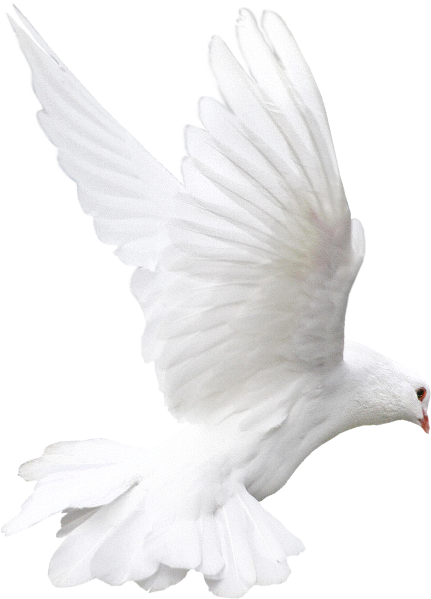 Dove Pigeon Falcon Pouter White PNG