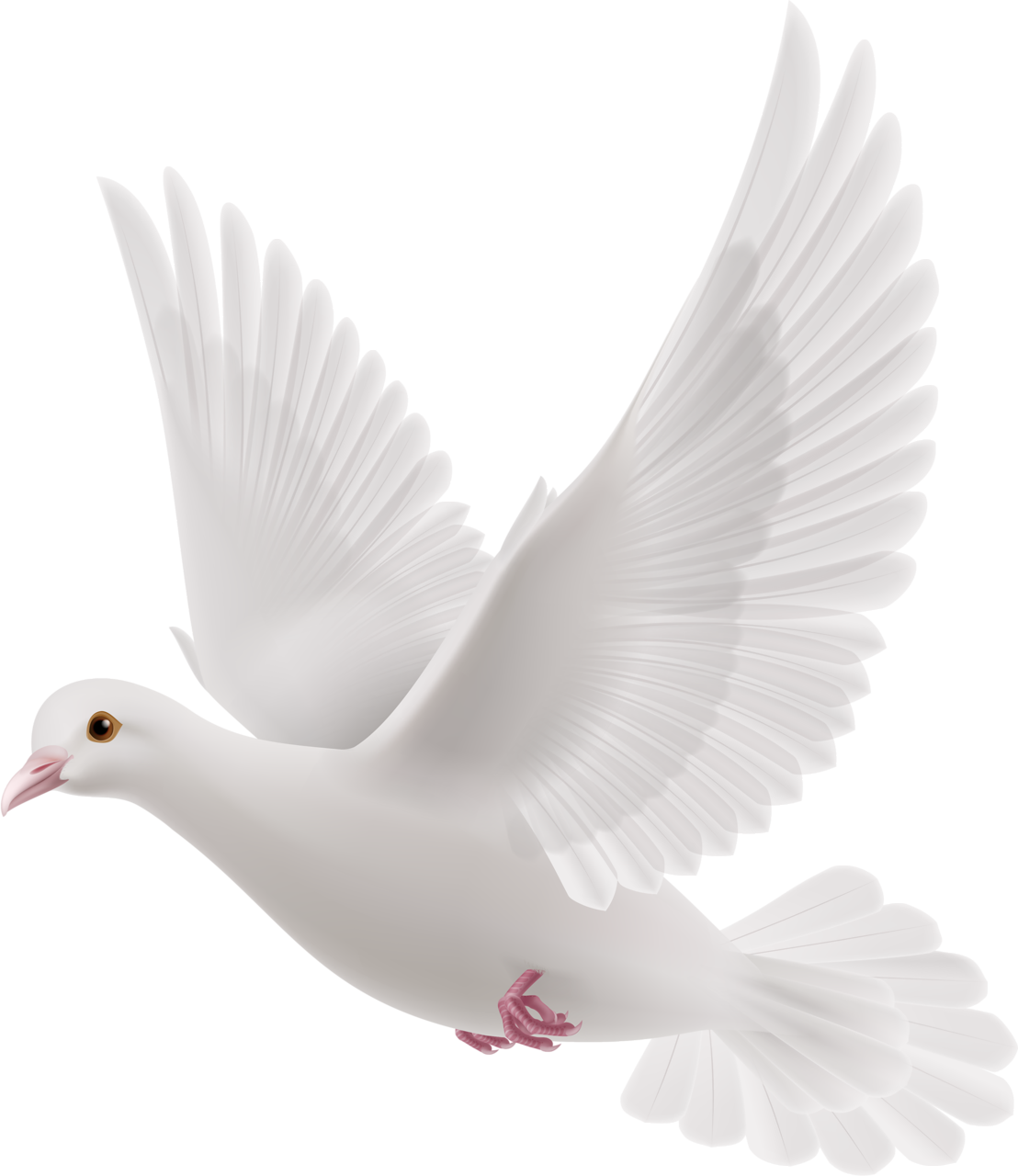 Animals Peace Gotcha Pigeon Bird PNG