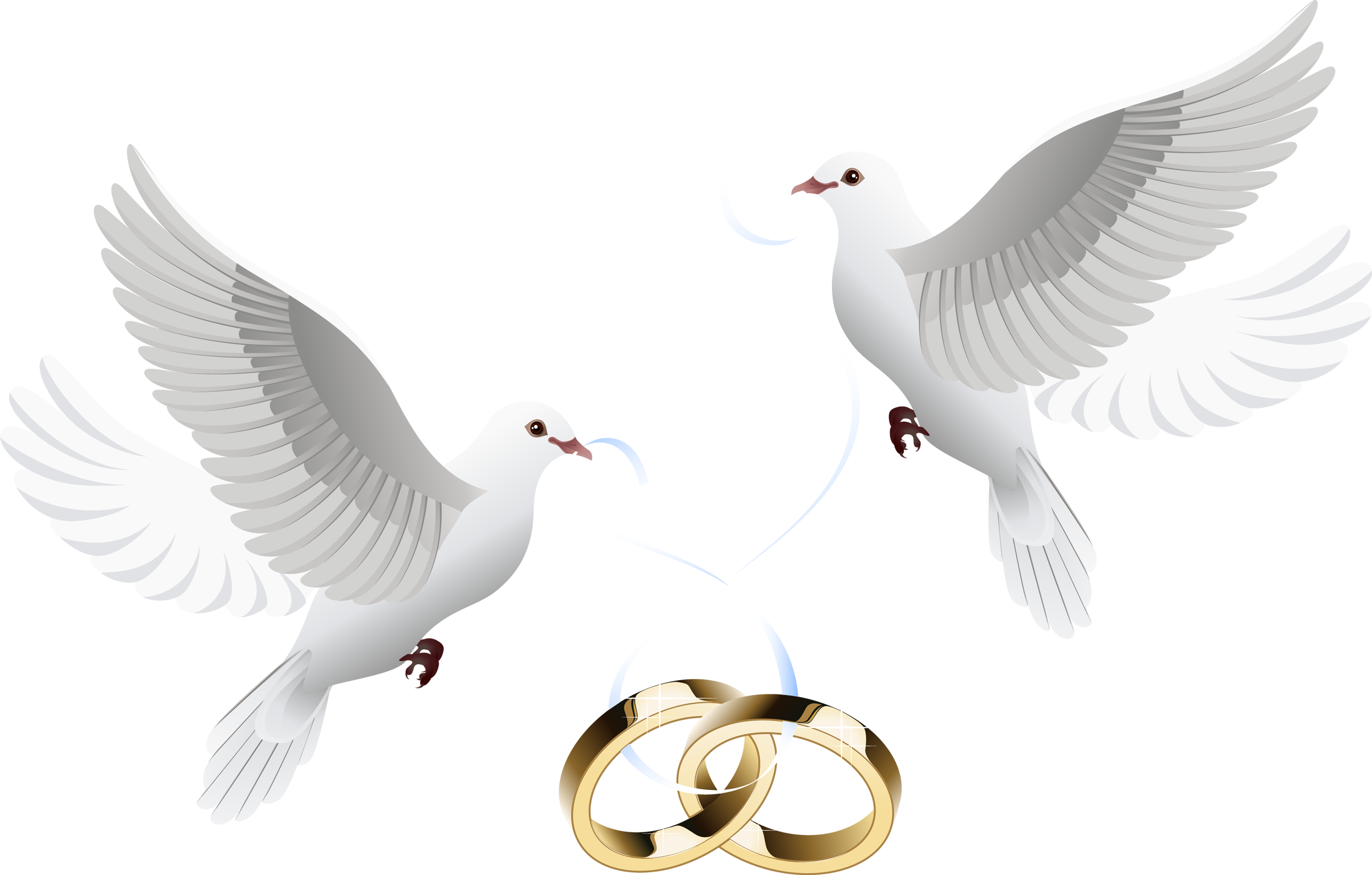 Budgie Holing Pouter Seagull Bunny PNG
