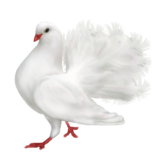 Pigeon Gull Touch Animals Rooster PNG