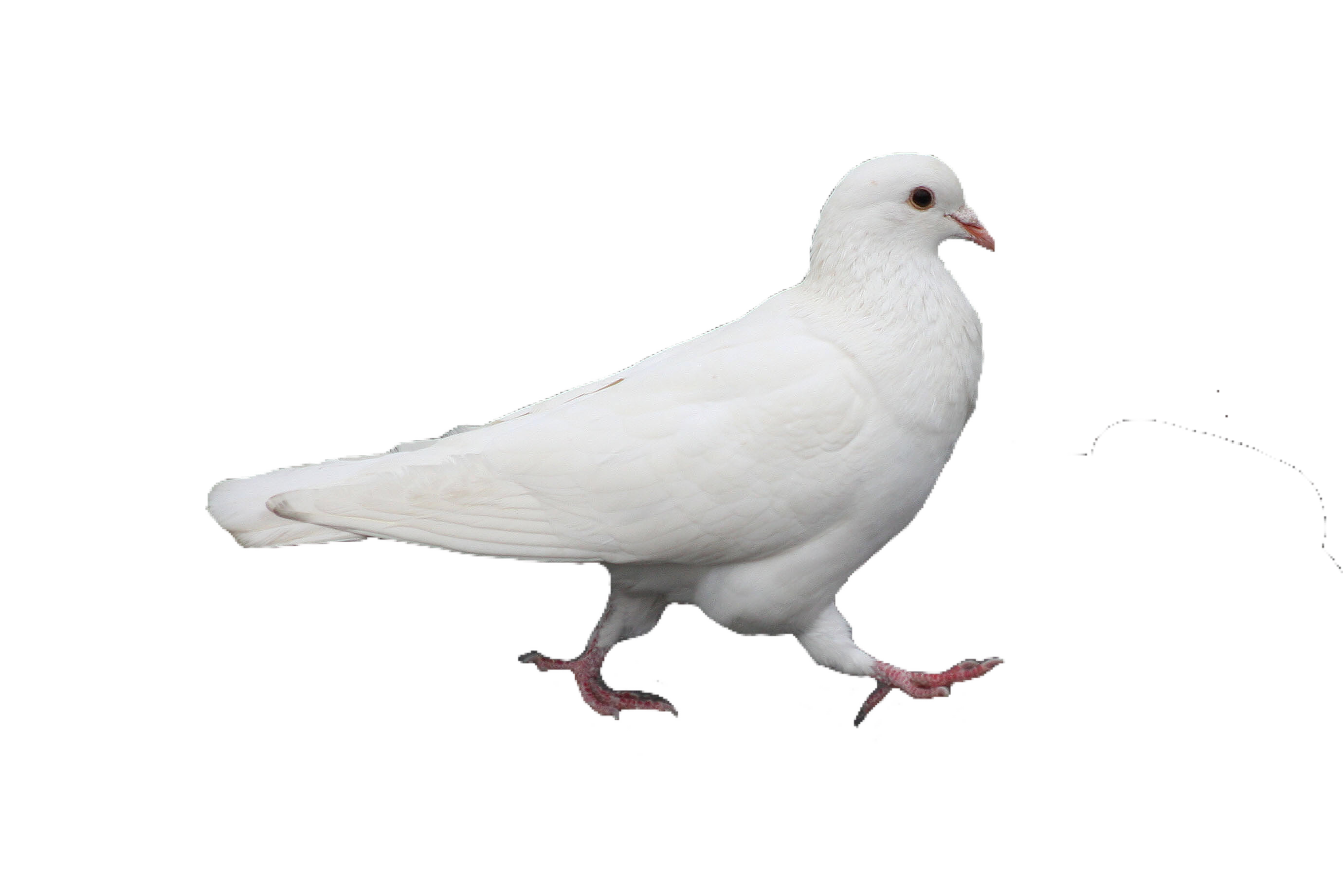 Gotcha White Pigeon Animals Kestrel PNG