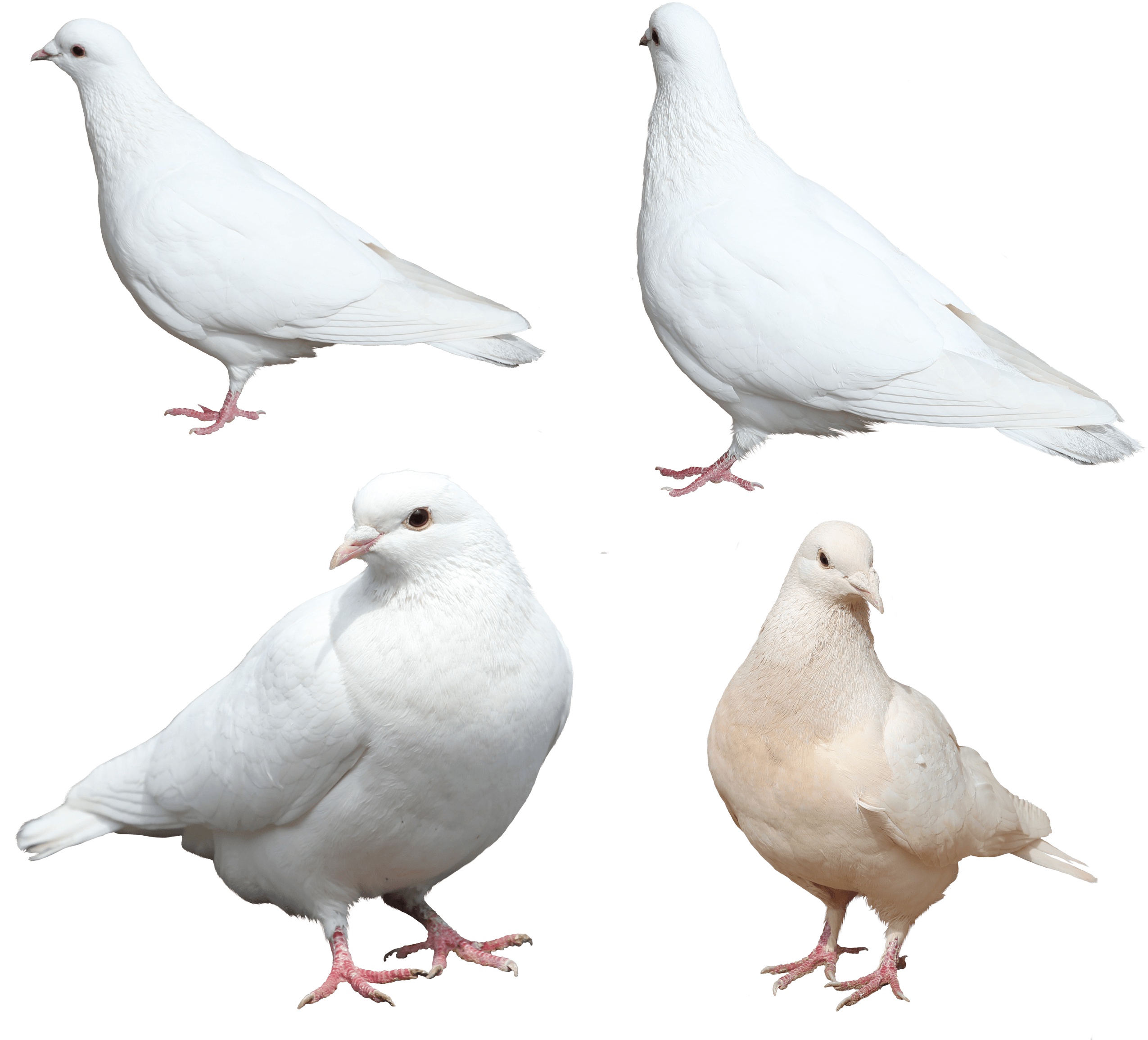 Holing Dove Pigeon Robin White PNG