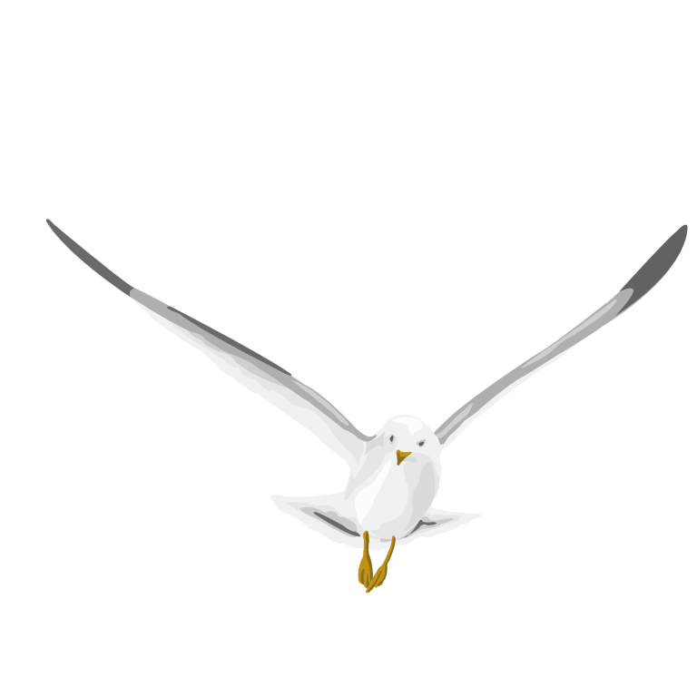 Duck Sparrowhawk Peregrine Bunny White PNG