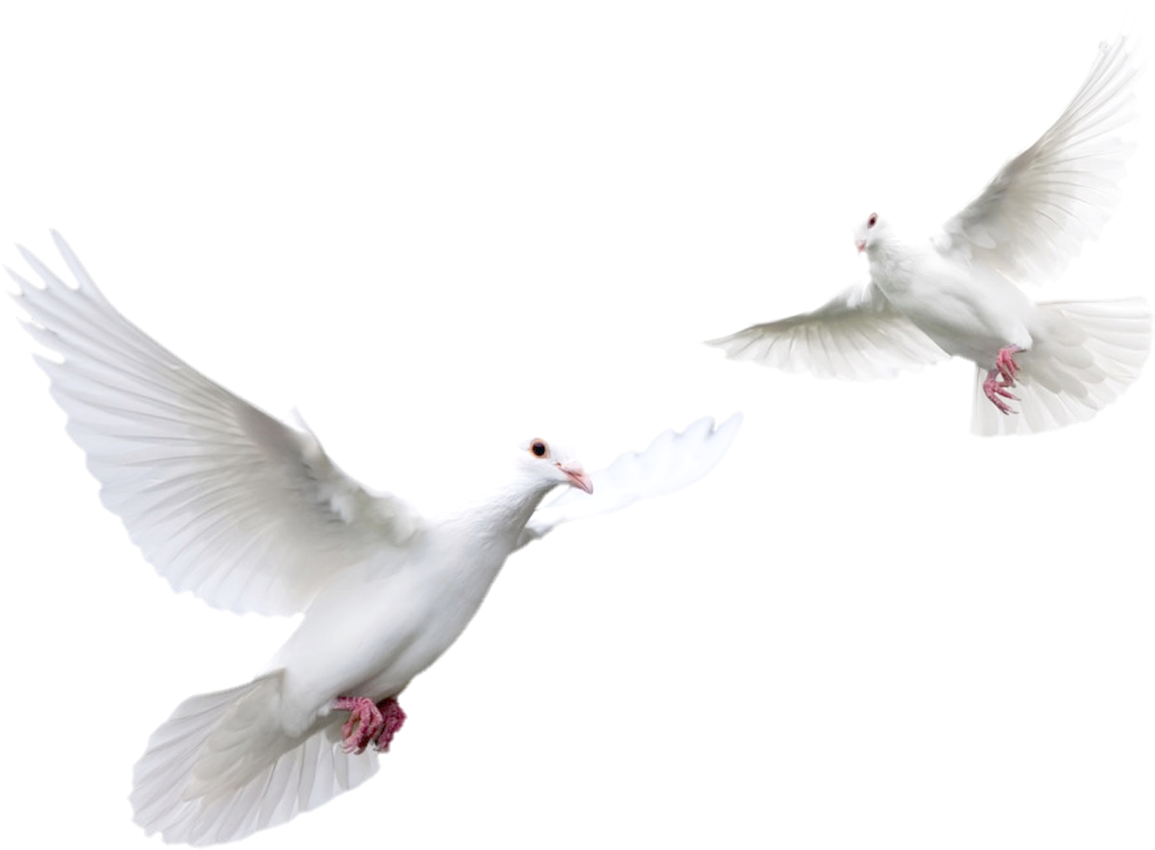 Duck Bunny White Dove Bird PNG