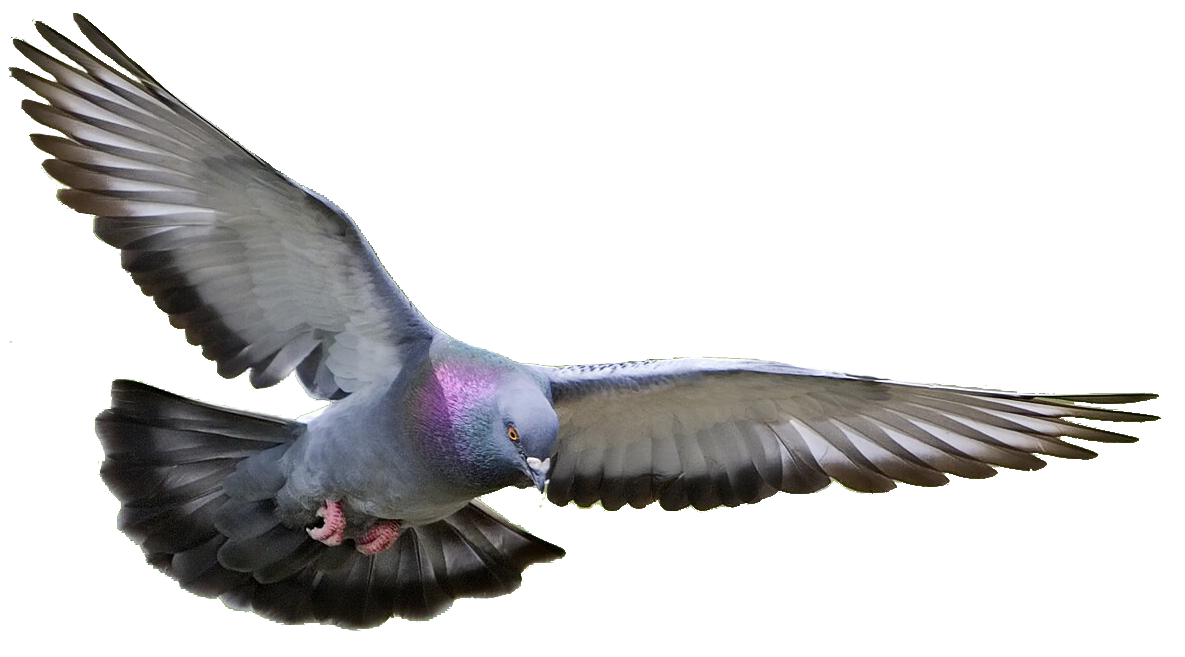 Pigeon Day Kitty Cats Snitch PNG