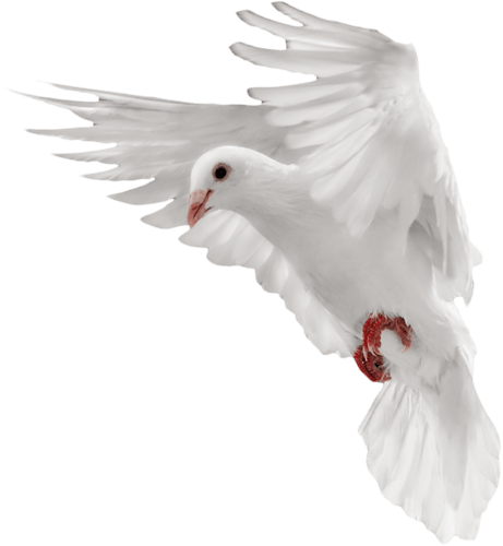 Holing Pigeon Flying Dove Bird PNG