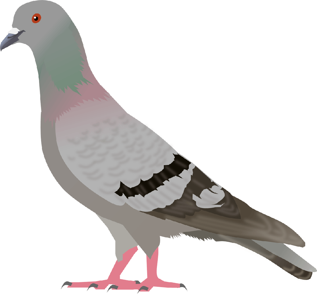 Guy Dove Sparrow Pigeon Animals PNG