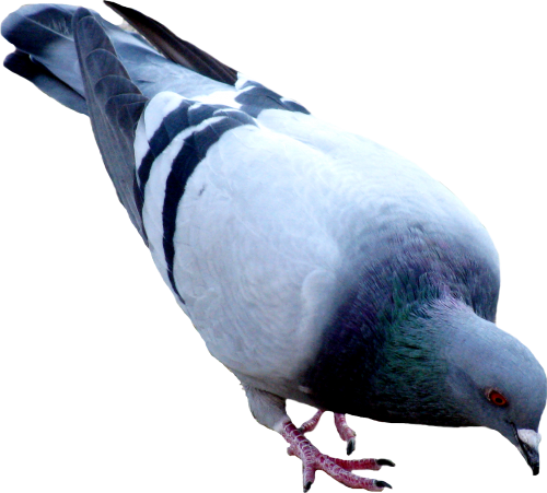 Fauna Furry Ocean File Pigeon PNG