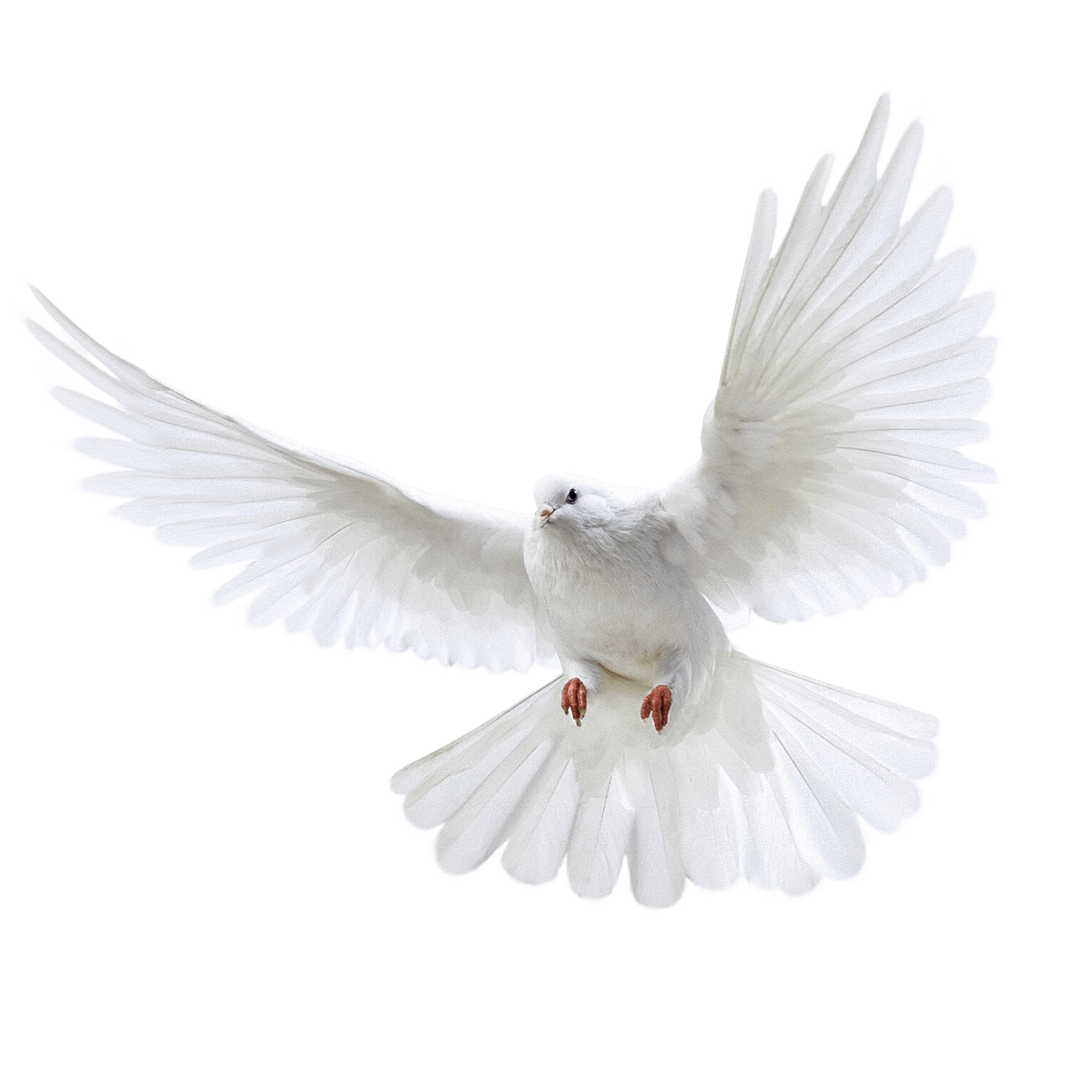 White Bird Kitty Pigeon Bunny PNG