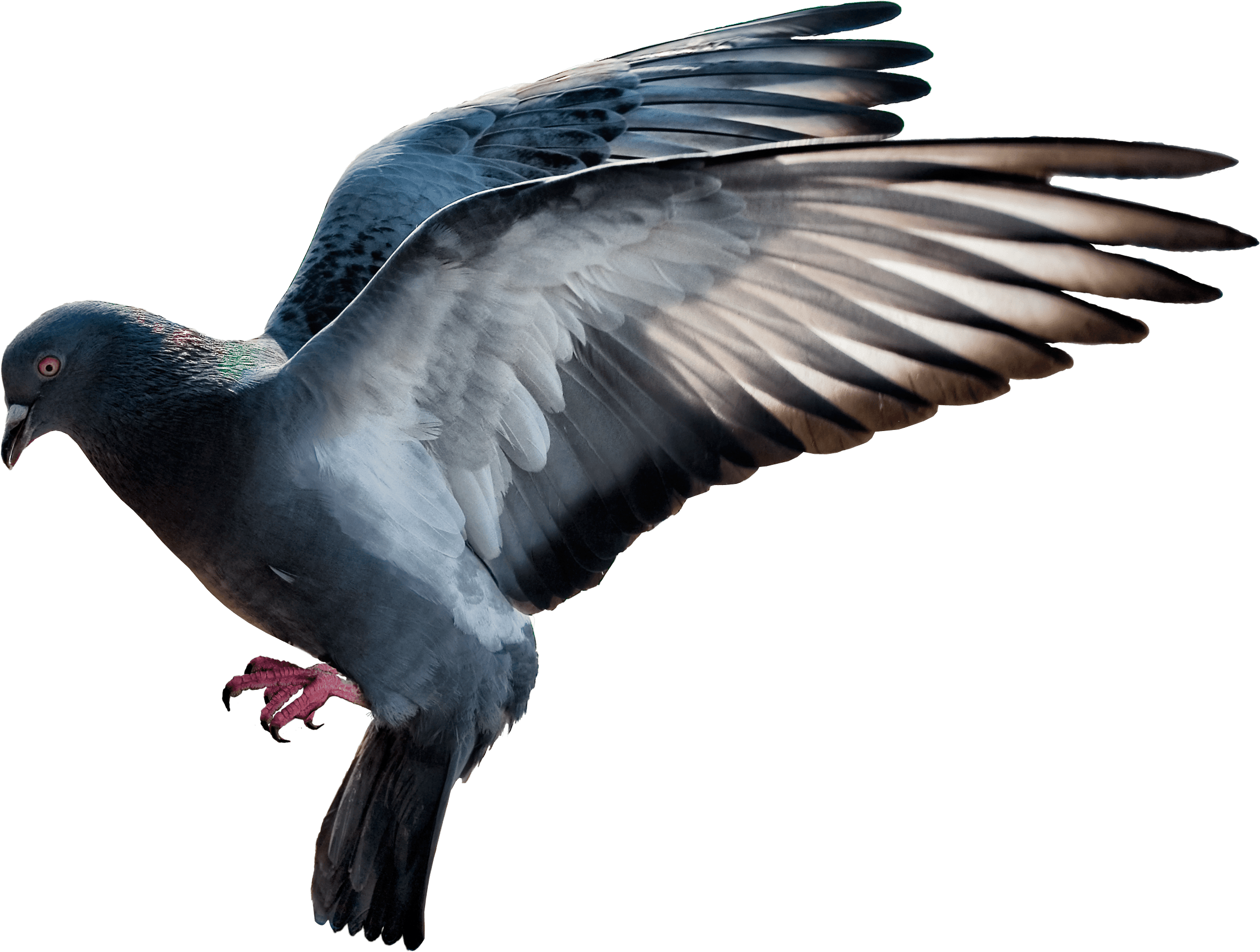 Falcon Mule Pigeon Green Biology PNG