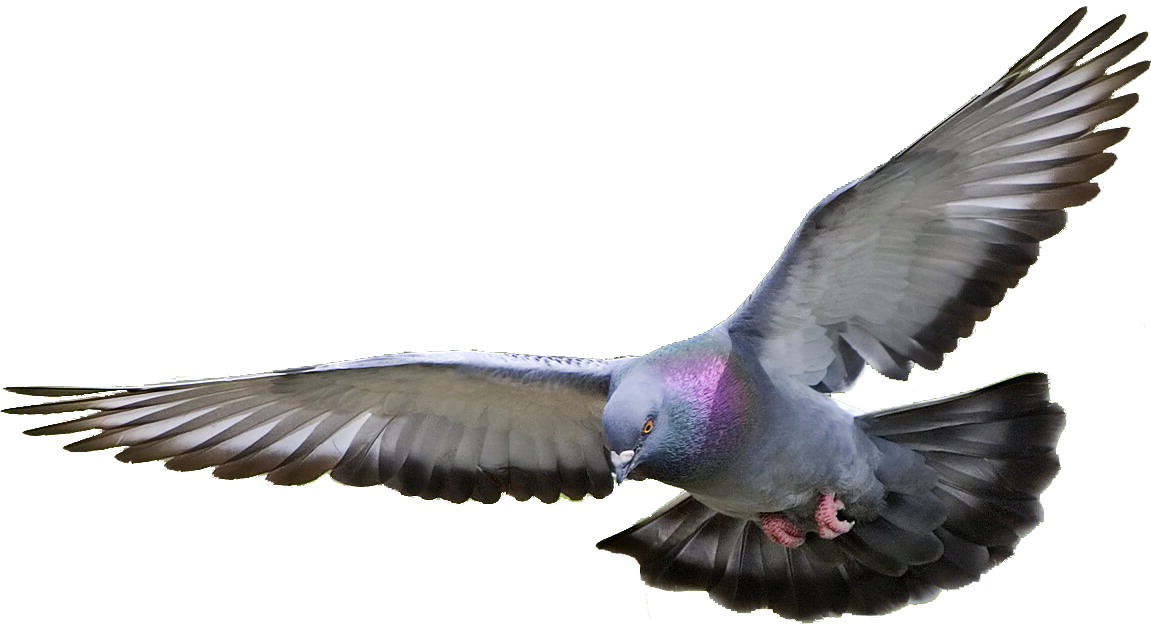 Fat Pets Pigeon Mark Nature PNG