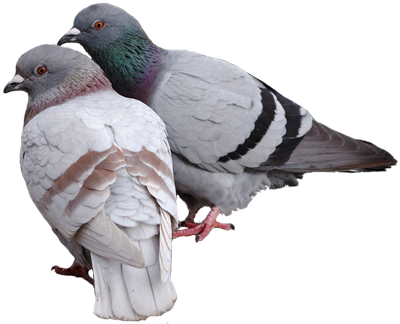 Cats Pigeon Fool Awesome Snitch PNG