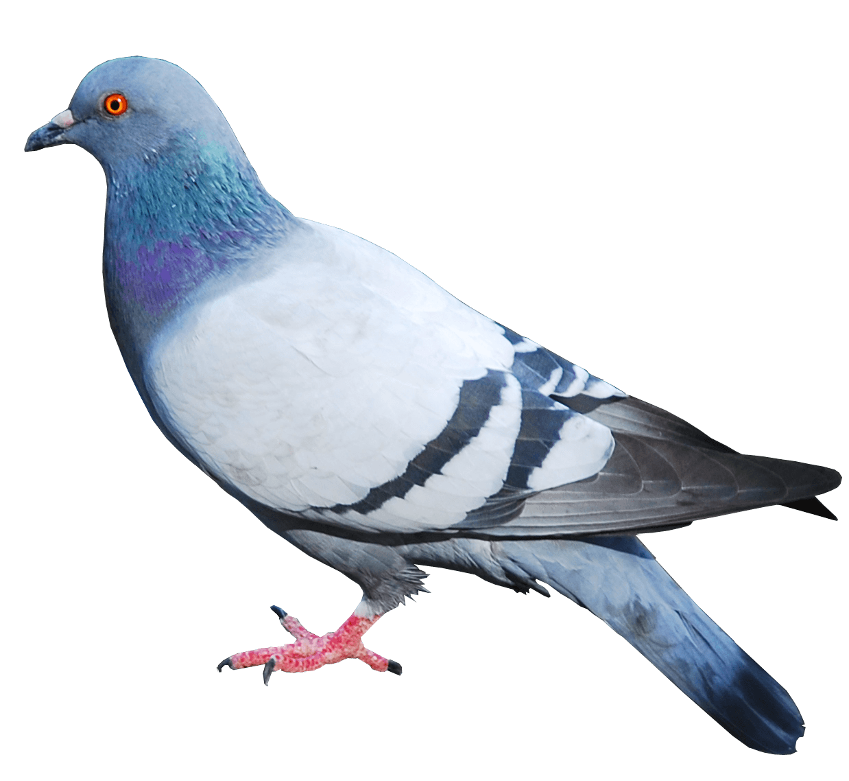 Day Animals Goose Bug Pigeon PNG