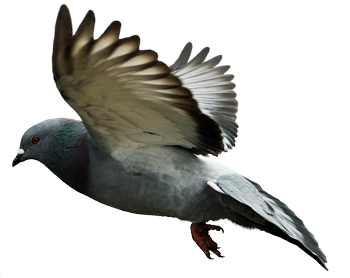 Life Bug Arm Family Pigeon PNG